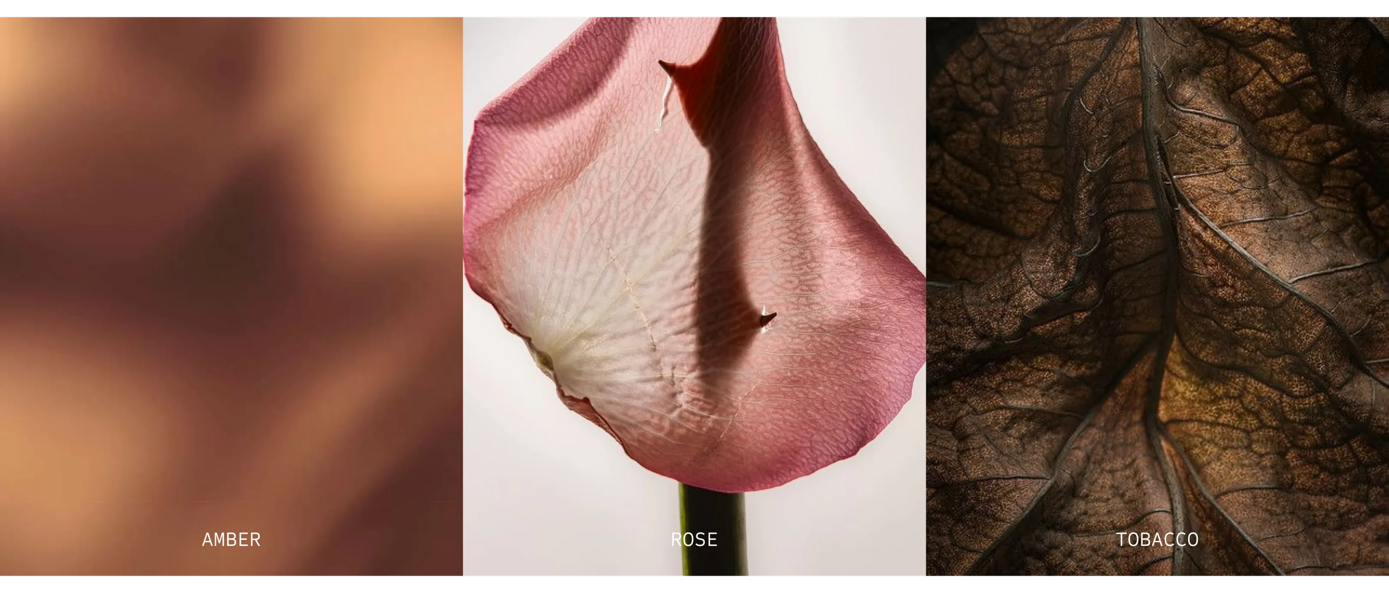 SCNT — fragrance notes visual system